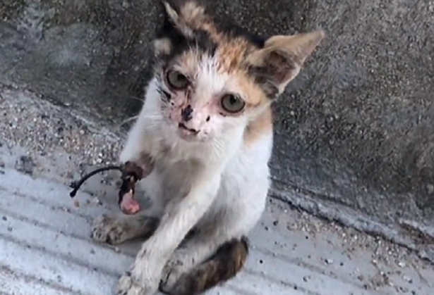 被大妈折磨两月的小猫，解救后成功被收养