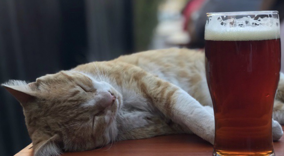 猫能喝啤酒吗