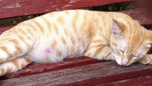猫腹水怎么治疗