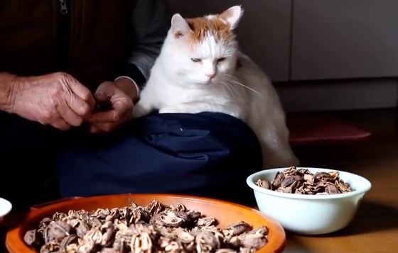 猫可以吃核桃吗