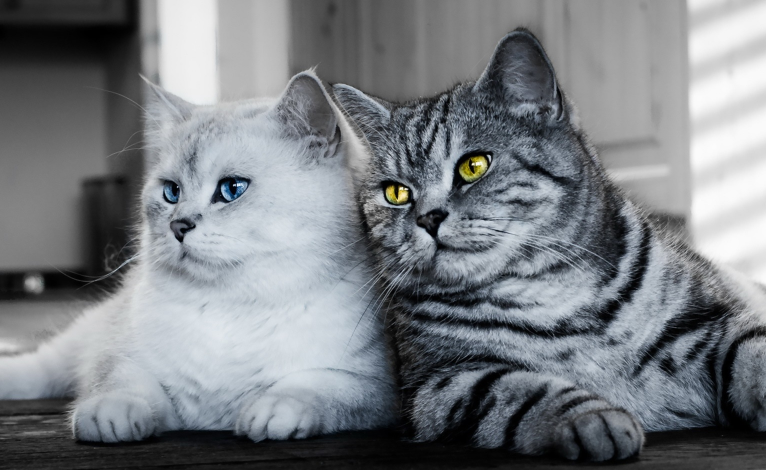 猫怎么分公母 猫怎么分公母