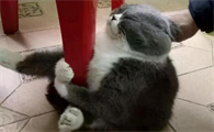 公猫发情怎么办