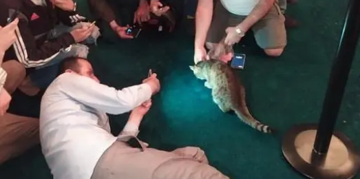 镇馆猫咪恐遭驱逐!后来回应:不会为难猫咪 镇馆猫咪恐遭驱逐!后来回应:不会为难猫咪