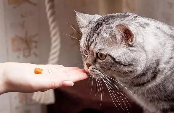 怎么给猫喂药 怎么给猫喂药