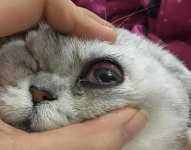 猫咪眼球最外层破了可以恢复吗 猫咪眼球最外层破了可以恢复吗