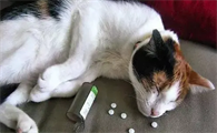 猫驱虫中毒可以自愈吗多久