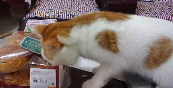 猫咪能吃面包吗 猫咪能吃面包吗