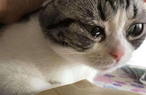 猫咪老流眼泪怎么回事儿 猫咪老流眼泪怎么回事儿