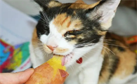 猫能吃地瓜吗
