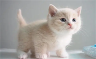 猫有什么特点