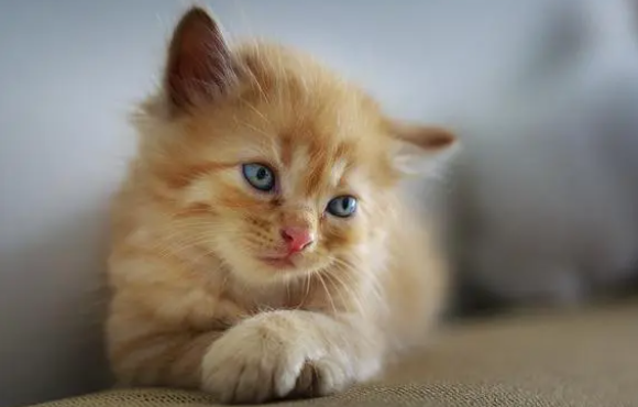 成猫是几个月