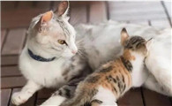 猫咪多久断奶可以送人