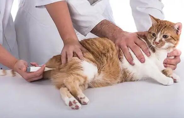怎么给猫咪测量体温 怎么给猫咪测量体温
