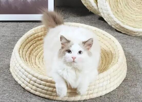 猫要买猫窝吗 猫要买猫窝吗