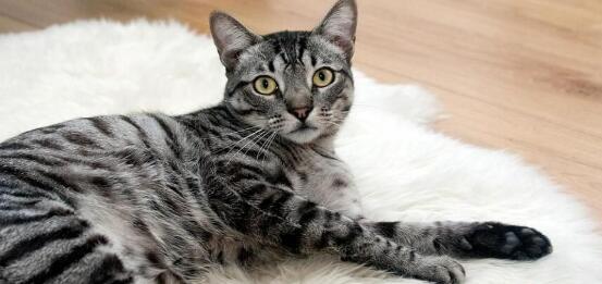 猫咪身上的寄生虫有哪些种类