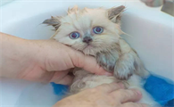 猫多久洗一次澡
