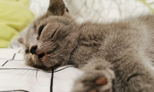 猫咪呼吸声很重 猫咪呼吸声很重