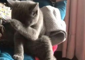 起来发现猫咪在舔猫掌,仔细一瞅主人笑喷 起来发现猫咪在舔猫掌,仔细一瞅主人笑喷