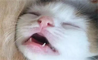 猫咪几个月换牙
