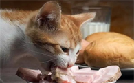 猫能吃羊肉吗