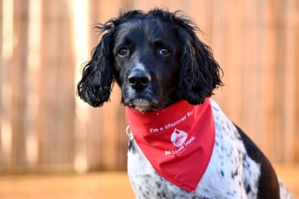 宠物狗也能献血：英国猎犬献血6年