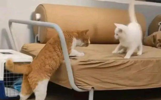 流浪橘猫初来乍到，一架确立家庭地位