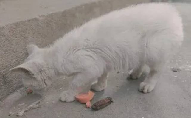 喂流浪猫吃什么