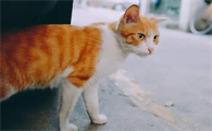 猫丢了怎么办