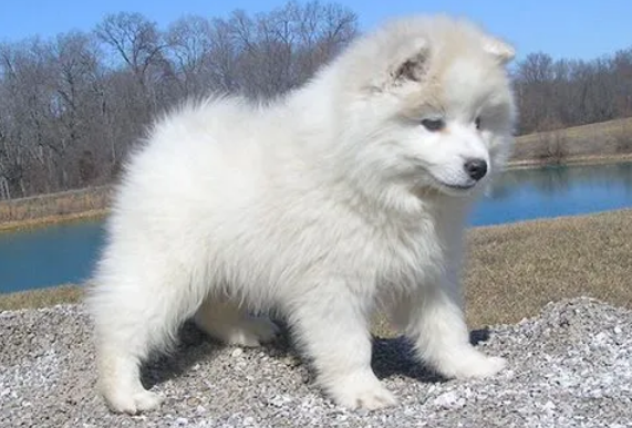 爱斯基摩犬价格