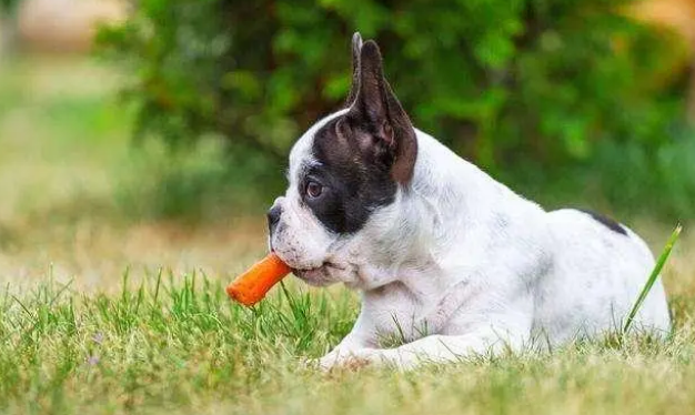 斗牛犬好养吗?费钱吗 斗牛犬好养吗?费钱吗