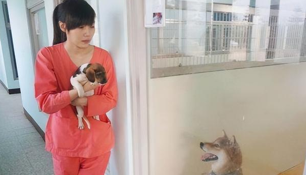 “美女兽医”简稚澄：给700只流浪狗安乐死后自杀