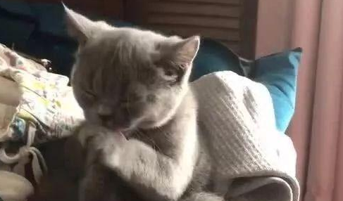起来发现猫咪在舔猫掌,仔细一瞅主人笑喷 起来发现猫咪在舔猫掌,仔细一瞅主人笑喷