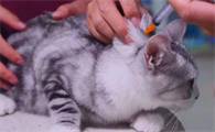 猫多大打疫苗
