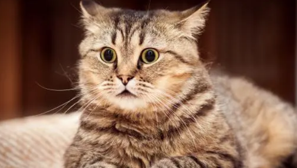 猫猫的尿液血红色的吃什么药好得快 猫猫的尿液血红色的吃什么药好得快