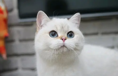 猫的性格特点