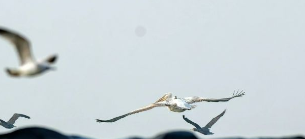 3只卷羽鹈鹕现身巢湖，为国家一级保护动物