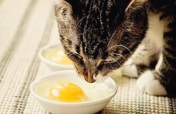 猫能吃生鸡蛋吗