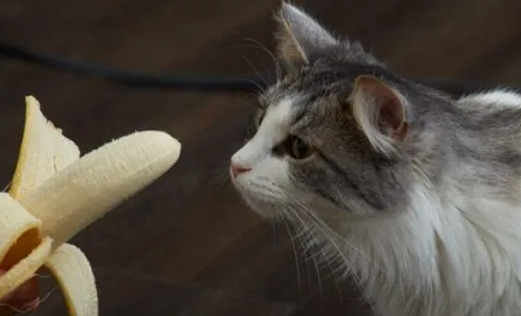 猫咪能吃香蕉吗 猫咪能吃香蕉吗