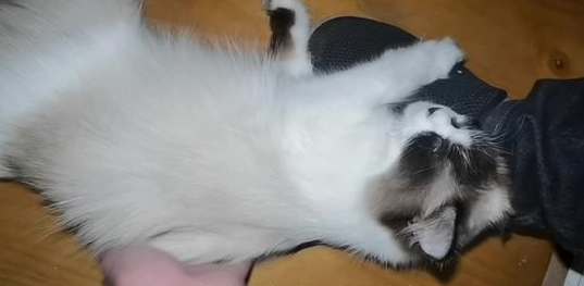 猫咪发情怎么办 猫咪发情怎么办