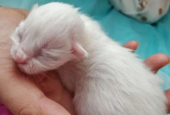 刚出生的小猫