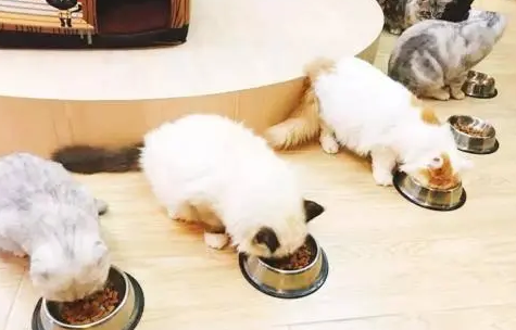 猫粮一般多少钱