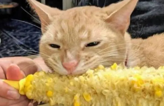 猫能吃玉米吗 猫能吃玉米吗