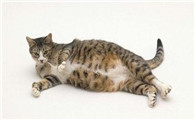 猫咪怀孕几个月会显肚子