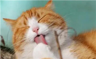 猫一直用前爪掏嘴怎么回事啊