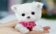 茶杯贵宾犬寿命