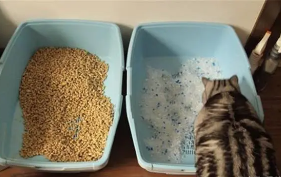 猫砂一次放多少