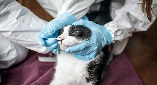 猫狗会感染新冠吗