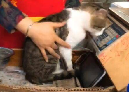 猫在收银台睡觉,搞得老板都没办法工作了 猫在收银台睡觉,搞得老板都没办法工作了
