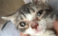 猫瘟初期症状