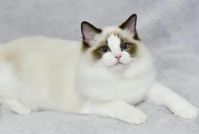 布偶猫能长多大